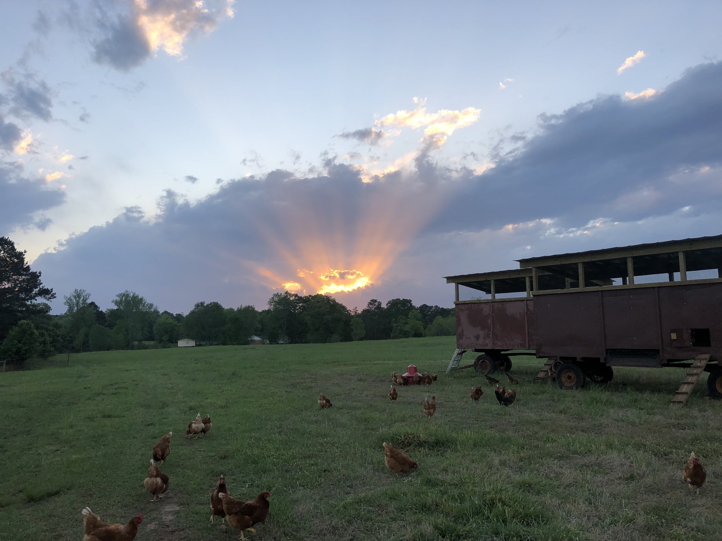 IMG_0718 Sunset over a rural landscape featuring a flock of chickens grazing in a grassy field, with a mobile chicken coop in the foreground and trees lining the background.